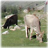 Коровы и другие животные